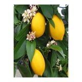 Gardenbox Mis Kokulu Yediveren Limon Fidanı, 80-100 cm, Saksılı