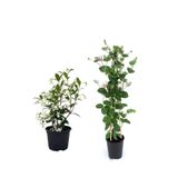 Gardenbox Mis Kokulu Yıldız Yasemin + Kokulu Hanımeli Çiçeği Fidanı 2'li Bahçe Peyzaj Seti