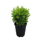 Gardenbox Mis Kolulu Hanımeli Çiçeği Fidanı + Çalı Şimşiri Fidanı Bahçe Bitkisi Seti