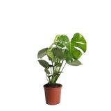 Gardenbox Monstera Deliciosa Deve Tabanı, 40-50 cm, Canlı İç Mekan Bitkisi
