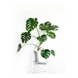 Gardenbox Monstera Deliciosa Deve Tabanı, 40-60 cm, Saksılı, İç Mekan Bitkisi