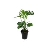 Gardenbox Monstera Deliciosa Deve Tabanı Bitkisi, 40-50 cm, İç Mekan Bitkisi, Yeşil