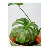 Gardenbox Monstera Deliciosa Deve Tabanı Bitkisi, 60-100 cm, Saksılı, İç Mekan Salon Bitkisi