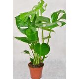 Gardenbox Monstera Deliciosa Deve Tabanı Bitkisi, 60-100 cm, Saksılı, İç Mekan Salon Ofis Bitkisi