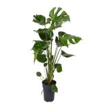 Gardenbox Monstera Deliciosa Deve Tabanı Bitkisi, 60-90 cm, Saksılı, İç Mekan Bitkisi