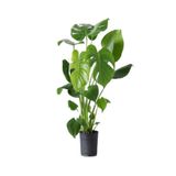 Gardenbox Monstera Deliciosa Deve Tabanı Bitkisi, 70-100 cm, Saksılı, İç Mekan Bitkisi