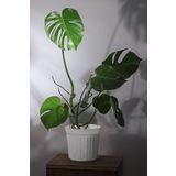 Gardenbox Monstera Deliciosa - Deve Tabanı Canlı Salon Bitkisi - 80 - 100 cm
