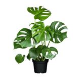 Gardenbox Monstera Deliciosa Deve Tabanı Çiçeği Bitkisi, 40-50 cm, Saksılı, İç Mekan Bitkileri