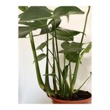 Gardenbox Monstera Deliciosa Deve Tabanı Geniş Yapraklı 60-100cm İç Mekan Bitkisi, Saksılı, 1 Adet