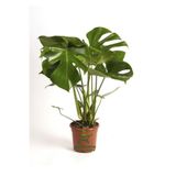 Gardenbox Monstera Deliciosa Deve Tabanı Hediyelik Salon Ofis Çiçeği, 30-60 cm
