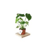 Gardenbox Monstera Deliciosa Deve Tabanı İç Mekan Bitkisi, 40-50 cm