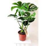 Gardenbox Monstera Deliciosa, Deve Tabanı, İç Mekan Bitkisi, 60 cm