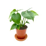 Gardenbox Monstera Deliciosa Deve Tabanı Orta Boy 45-50cm, Canlı İç Mekan Bitkisi
