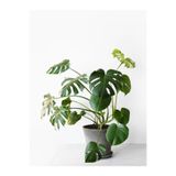 Gardenbox Monstera Deliciosa İç Mekan Bitkisi, 70-100 cm, Saksılı, Yeşil