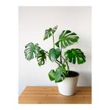 Gardenbox Monstera Delicious Deve Tabanı, 60-85 cm, Saksılı, İç Mekan Bitkisi