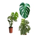 Gardenbox Monstera (Deve Tabanı) İç Mekan Bitkileri, 30-60 cm, Saksılı