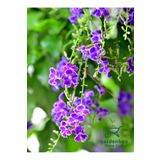 Gardenbox Mor Ağaç Menekşesi Duranda 1 ADET Saksılı 40-60Cm (Purple Duranta)