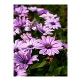 Gardenbox Mor Bodrum Papatyası Çiçeği Fidanı, 25-35 cm, Saksılı