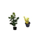 Gardenbox Mor Leylak Ağacı Fidanı + Altuni Taflan 2'li Set, Saksılı Bahçe Bitkileri