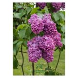 Gardenbox Mor Leylak Çiçeği Fidanı, Saksılı, 40-60 cm, Peyzaj Bitkisi
