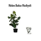Gardenbox Mor Leylak Fidanı, Helen Saksı Hediyeli, İç Mekan Bitkileri