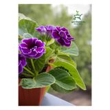 Gardenbox Mor Renk Bardak Menekşesi 1 ADET Saksılı 10-15Cm Balkon Çiçeği