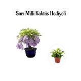 Gardenbox Mor Salkım Ağacı Fidanı, Sarı Milli Kaktüs Hediyeli