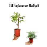 Gardenbox Mor Salkım Ağacı Fidanı, Tül Kuşkonmaz, Kırmızı Saksı