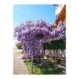Gardenbox Mor Salkım Çiçeği Fidanı, 30-40 cm, Saksılı, Bahçe Balkon Bitkisi