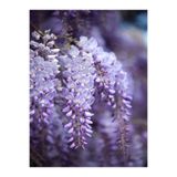 Gardenbox Mor Salkım Çiçeği Fidanı, 30-40 cm, Saksılı, Dış Mekan Sarmaşık Wisteria