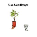 Gardenbox Mor Salkım Çiçeği Fidanı, Helen Saksı Hediyeli
