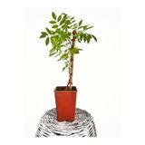 Gardenbox Mor Salkım Fidanı 40-50 Cm (tüplü Yeşil Yapraklı Köklü)