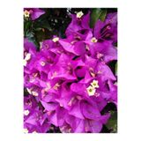 Gardenbox Mor Sarılıcı Begonvil Çiçeği Fidanı, 70-110 cm, Saksılı, Dış Mekan