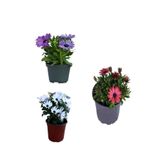 Gardenbox Mor+Kırmızı+Beyaz Bodrum Papatyası 3'lü Set, Canlı İç Mekan Bitkileri