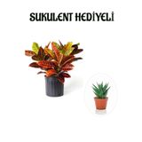 Gardenbox Muhteşem Günümlü Kraton Çiçeği Bitkisi, Sukulent Hediyeli