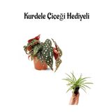 Gardenbox Muhteşem Yapraklı Çilli Begonya Çiçeği, Sevgililer Gününe Özel Kurdele Çiçeği Hediyeli