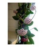 Gardenbox Mum Çiçeği (Hoya Carnosa) Askılı Saksıda, 20 cm Saksı Çapı
