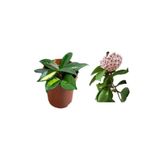Gardenbox Mum Çiçeği Hoya Carnosa Fidesi, 1 Adet, Saksılı, 10-20 cm, İç Mekan Sarmaşık Bitki