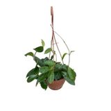 Gardenbox Mum Çiçeği Kokulu Hoya Carnosa, Askılı Dekoratif Saksı