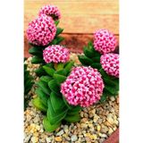 Gardenbox Mum Hoya Çiçeği, İç Mekan ve Balkonda Bakılır, 5.5cm