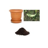 Gardenbox Nadir Haylan Kabağı Tohumu, 10 Adet Ekim Seti, Toprak ve Saksı Dahil