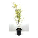 Gardenbox Nar Fidanı Pınarbaşı 2-3 Yaş 80 cm, Bol Verimli, Soğuğa Dayanıklı