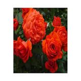 Gardenbox Narçiçeği Kokulu Gül Fidanı, 2 Adet, 50-75cm, Saksılı, Pomegranate Blossom Rose