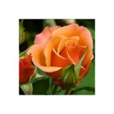 Gardenbox Narçiçeği Yediveren Kokulu Gül Fidanı, Saksılı, 10-15cm, Pomegranate Blossom Rose