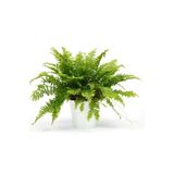 Gardenbox Nephrolepis Exaltata Aşk Merdiveni Bitkisi, 15-25 cm, Salon Ev Ofis İç Mekan Bitkisi