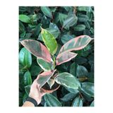 Gardenbox Ofis Bitkisi Pembe Alacalı Kauçuk Ficus Elastica Belize