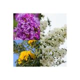 Gardenbox Oya Ağacı Fidanı, 3 Adet, Sarı Beyaz Mor, 30-75cm, Tüplü