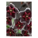 Gardenbox Özel Tür Bordo Renk Mum Çiçeği Hoya Carnosa, 10-20 cm