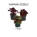 Gardenbox Özel Tür Yaprak Güzeli Çiçeği 3 ADET Saksıda Kolyos(Coleus)