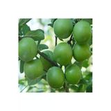 Gardenbox Papaz Eriği Fidanı, Tüplü, Aşılı Meyve Fidanı